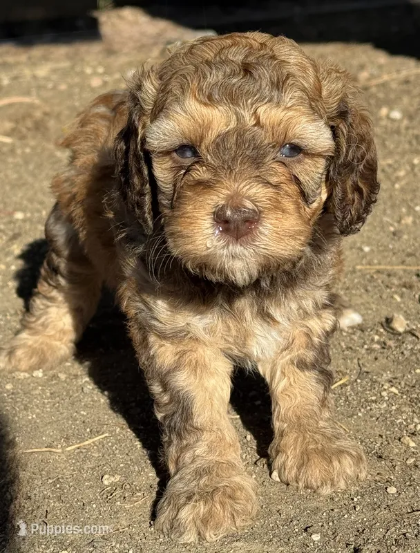 Saffron – Bernedoodle, Miniature Bernedoodle puppy for sale in Longmont, CO