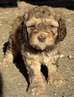 Saffron, a female Bernedoodle and Miniature Bernedoodle for sale in Longmont, CO – 6 of 10
