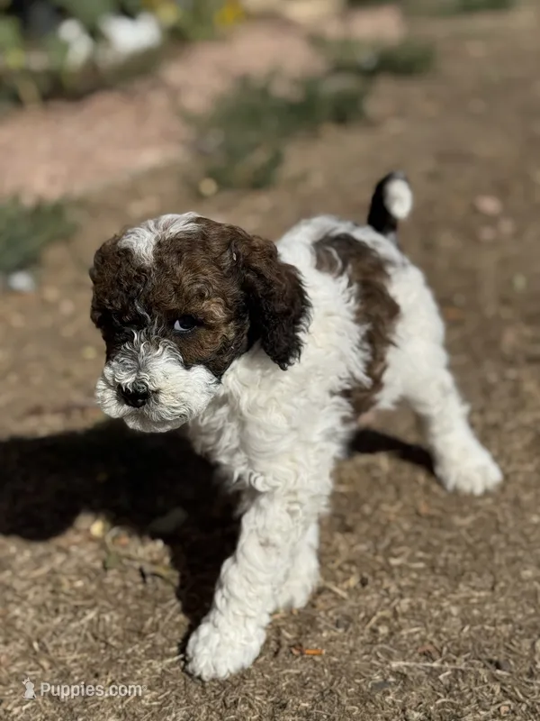 Butterfly – Bernedoodle, Miniature Bernedoodle puppy for sale in Longmont, CO