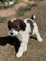 Butterfly, a female Bernedoodle and Miniature Bernedoodle for sale in Longmont, CO – 1 of 10