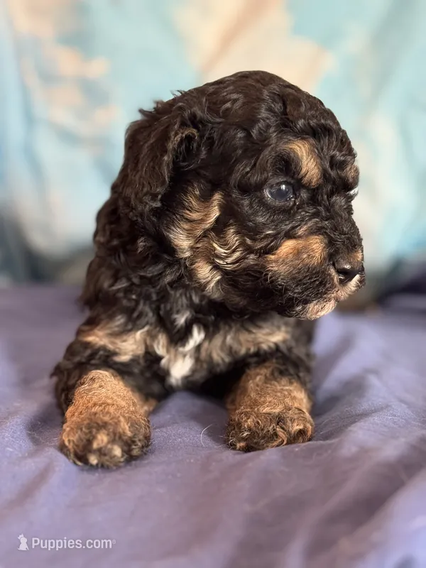 Theo – Bernedoodle, Miniature Bernedoodle puppy for sale in Longmont, CO