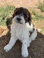 Butterfly, a female Bernedoodle and Miniature Bernedoodle for sale in Longmont, CO – 6 of 10