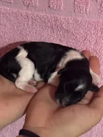 Pepper, a female Bernedoodle and Miniature Bernedoodle for sale in Longmont, CO – 2 of 3