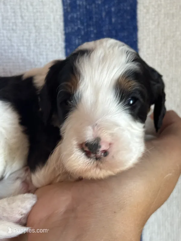 Templeton – Bernedoodle, Miniature Bernedoodle puppy for sale in Longmont, CO