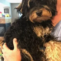 Mini and Micro, a male Bernedoodle and Miniature Bernedoodle for sale in Longmont, CO – Photo 3 of 10