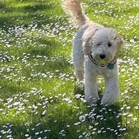 Mini and Micro, a male Bernedoodle and Miniature Bernedoodle for sale in Longmont, CO – Photo 8 of 10