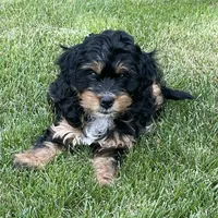 Mini and Micro, a male Bernedoodle and Miniature Bernedoodle for sale in Longmont, CO – Photo 1 of 10