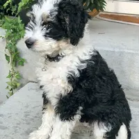 Mini and Micro, a male Bernedoodle and Miniature Bernedoodle for sale in Longmont, CO – Photo 4 of 10