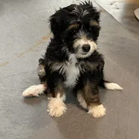 Mini and Micro, a male Bernedoodle and Miniature Bernedoodle for sale in Longmont, CO – Photo 9 of 10