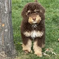 Mini and Micro, a male Bernedoodle and Miniature Bernedoodle for sale in Longmont, CO – Photo 2 of 10