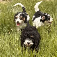 Mini and Micro, a male Bernedoodle and Miniature Bernedoodle for sale in Longmont, CO – Photo 7 of 10