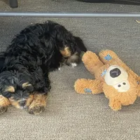 Mini and Micro, a male Bernedoodle and Miniature Bernedoodle for sale in Longmont, CO – Photo 6 of 10