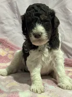 Jax - chocolate tri color parti, a male Poodle - Miniature  and Poodle - Standard  for sale in Longmont, CO – 2 of 10