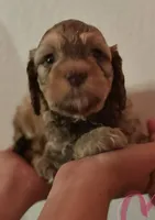 Saffron, a female Bernedoodle and Miniature Bernedoodle for sale in Longmont, CO – 8 of 10