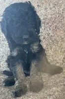 Toby, a male Poodle - Miniature  and Poodle - Standard  for sale in Longmont, CO – 2 of 8