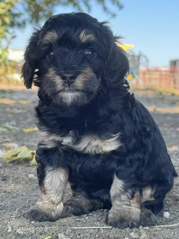 Belinda – Bernedoodle, Miniature Bernedoodle puppy for sale in Longmont, CO