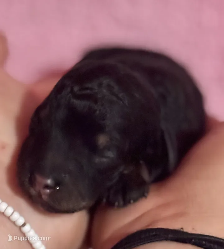 Cordell – Bernedoodle, Miniature Bernedoodle puppy for sale in Longmont, CO