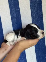 Bruno, a male Bernedoodle and Miniature Bernedoodle for sale in Longmont, CO – 5 of 9