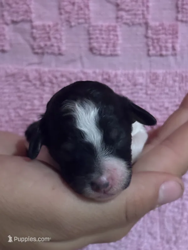 Oreo – Bernedoodle, Miniature Bernedoodle puppy for sale in Longmont, CO