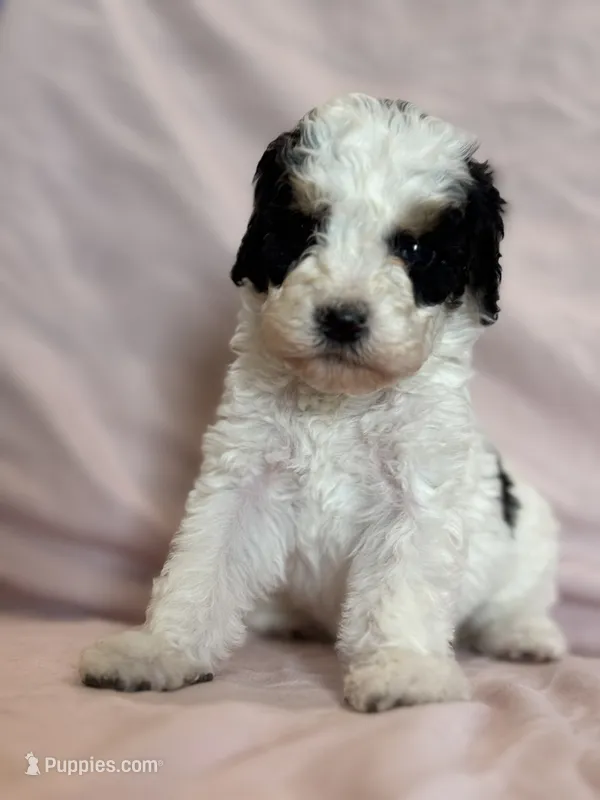 Love – Bernedoodle, Miniature Bernedoodle puppy for sale in Longmont, CO