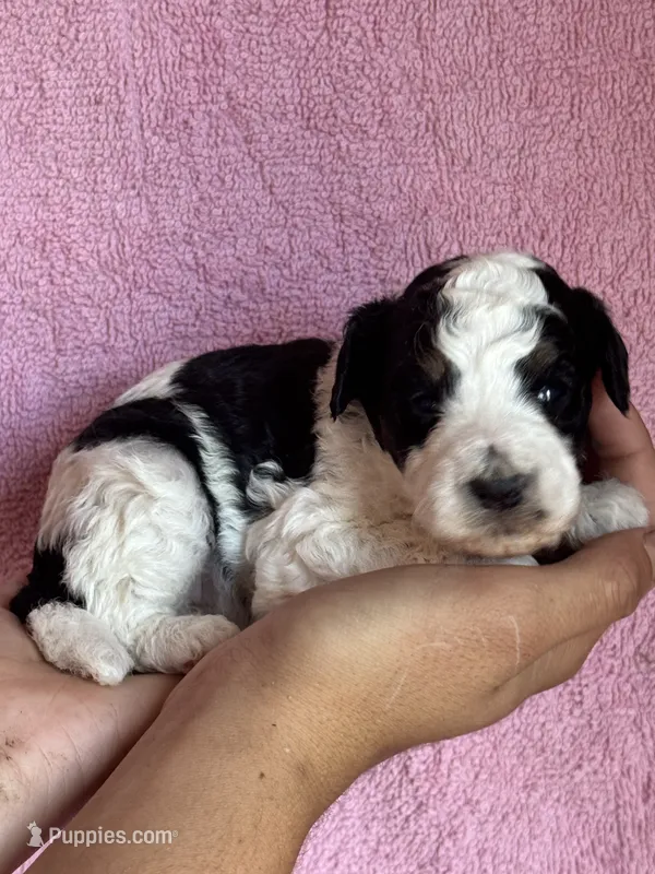 Ashland – Bernedoodle, Miniature Bernedoodle puppy for sale in Longmont, CO