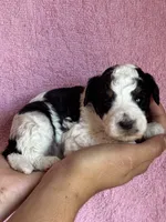 Ashland, a female Bernedoodle and Miniature Bernedoodle for sale in Longmont, CO – 1 of 10