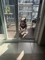 Thor , a male American Bully for sale in Tacoma, WA – 3 of 4