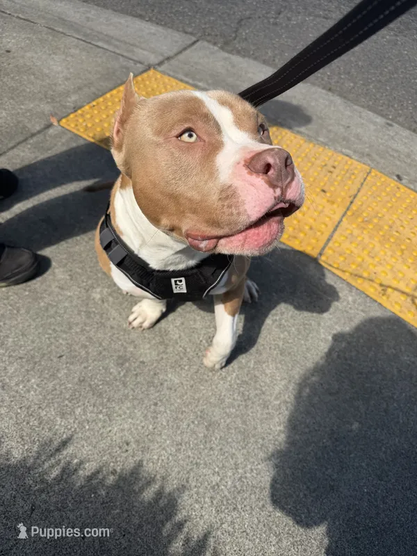 Thor  – American Bully puppy for sale in Tacoma, WA