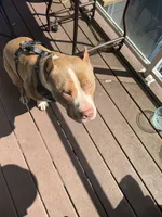 Thor , a male American Bully for sale in Tacoma, WA – 2 of 4