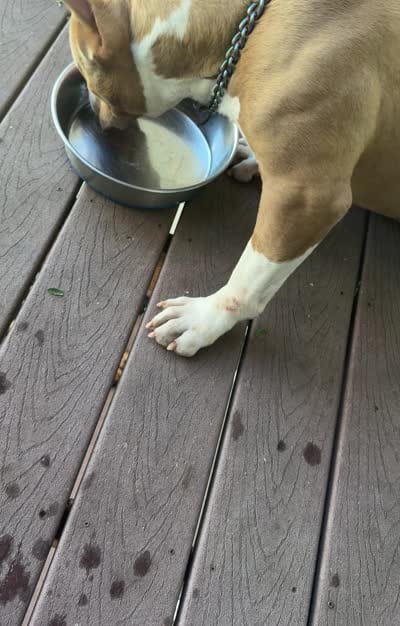 Thor , a male American Bully for sale in Tacoma, WA – 4 of 4