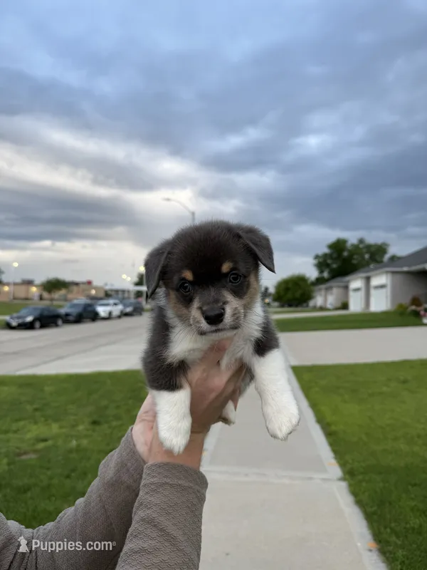 Judd – Pembroke Welsh Corgi puppy for sale in Grimes, IA