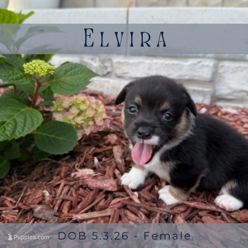 Elvira – Pembroke Welsh Corgi puppy for sale in Grimes, IA