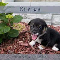 Elvira, a female Pembroke Welsh Corgi for sale in Grimes, IA – 1 of 3
