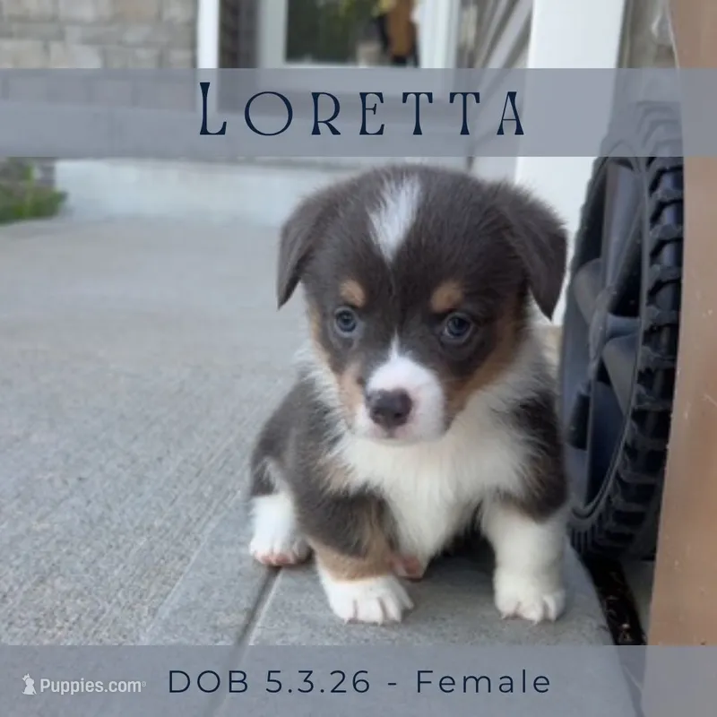 Loretta – Pembroke Welsh Corgi puppy for sale in Grimes, IA