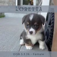 Loretta, a female Pembroke Welsh Corgi for sale in Grimes, IA – 1 of 3