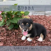 Bubba, a male Pembroke Welsh Corgi for sale in Grimes, IA – 1 of 3