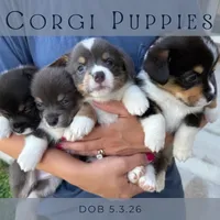 Conway, a male Pembroke Welsh Corgi for sale in Grimes, IA – 2 of 3