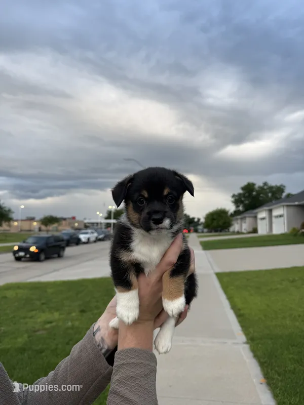 Elvira – Pembroke Welsh Corgi puppy for sale in Grimes, IA