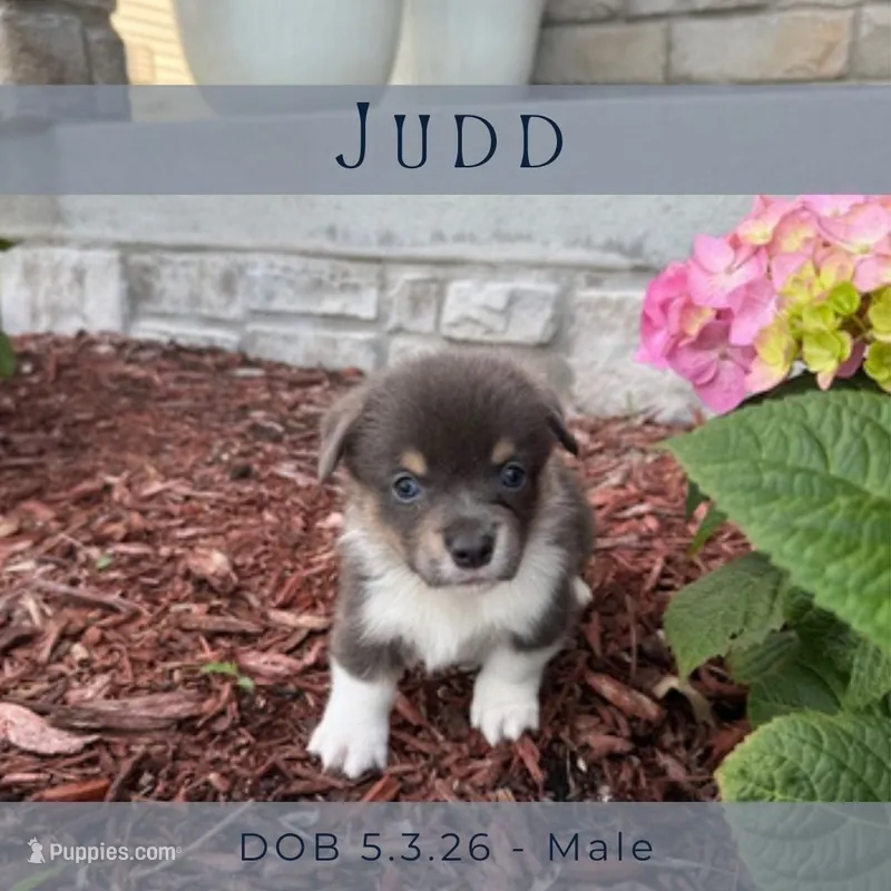 Judd – Pembroke Welsh Corgi puppy for sale in Grimes, IA