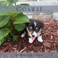 Conway, a male Pembroke Welsh Corgi for sale in Grimes, IA – 1 of 3