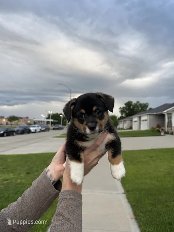 Bubba – Pembroke Welsh Corgi puppy for sale in Grimes, IA