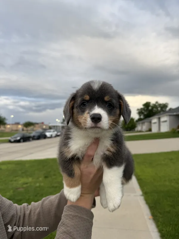 Loretta – Pembroke Welsh Corgi puppy for sale in Grimes, IA