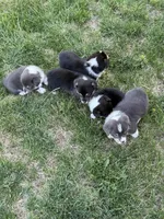 Judd, a male Pembroke Welsh Corgi for sale in Grimes, IA – 3 of 3