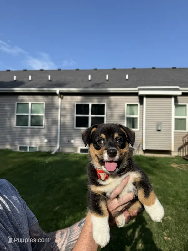 Bubba – Pembroke Welsh Corgi puppy for sale in Grimes, IA