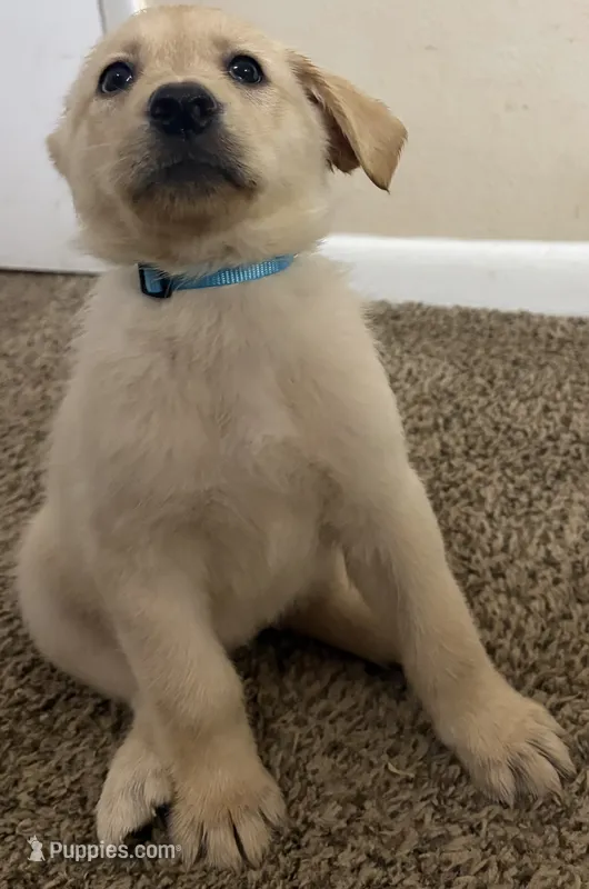 Light Blue Puppy – German Shepherd Dog, Golden Retriever puppy for sale in Tampa, FL