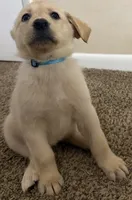 Light Blue Puppy, a female German Shepherd Dog and Golden Retriever for sale in Tampa, FL – 1 of 1