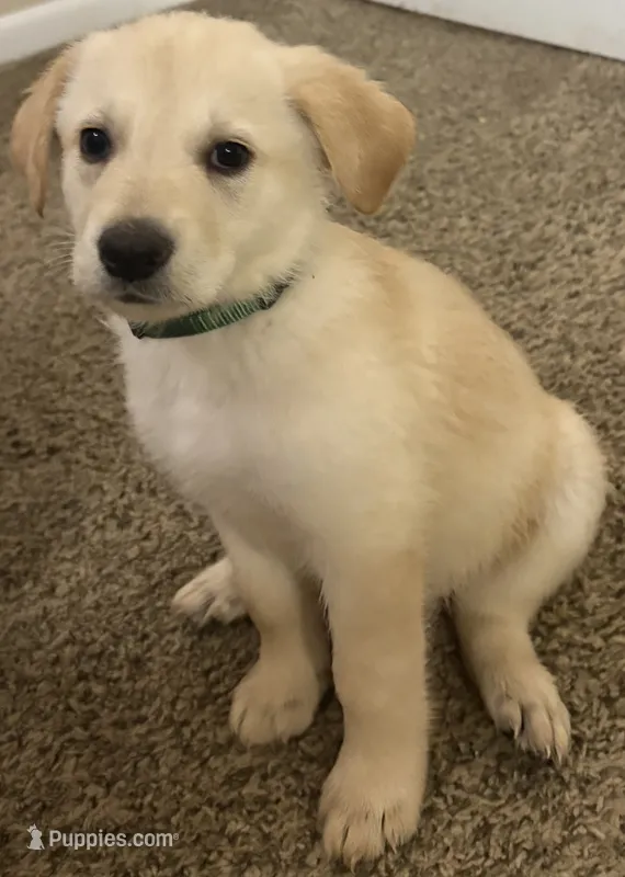Green Puppy – German Shepherd Dog, Golden Retriever puppy for sale in Tampa, FL