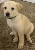 Green Puppy, a female German Shepherd Dog and Golden Retriever for sale in Tampa, FL – 1 of 1