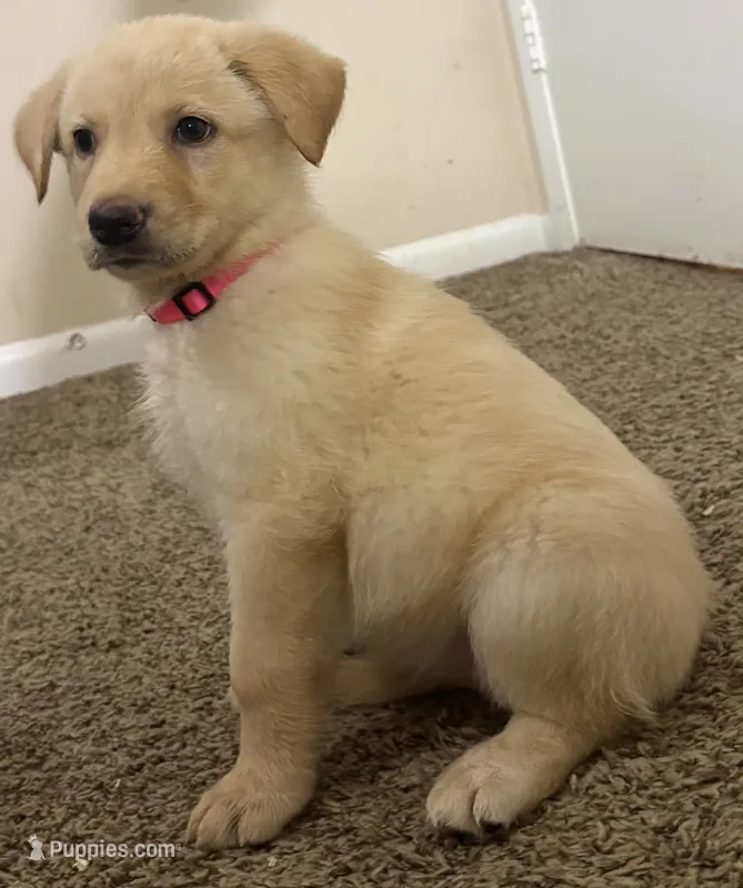 Pink Puppy – German Shepherd Dog, Golden Retriever puppy for sale in Tampa, FL
