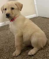 Pink Puppy, a female German Shepherd Dog and Golden Retriever for sale in Tampa, FL – 1 of 1